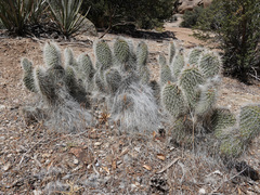Opuntia diploursina