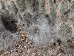 Opuntia diploursina