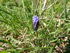 Muscari