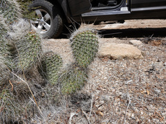 Opuntia diploursina