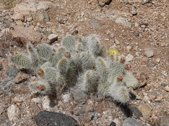 Opuntia diploursina