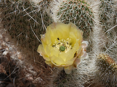 Opuntia diploursina