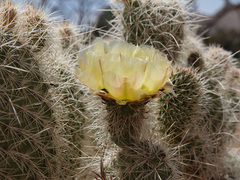 Opuntia diploursina