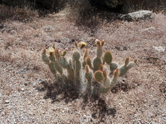 Opuntia diploursina