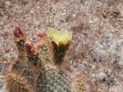 Opuntia diploursina