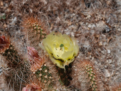 Opuntia diploursina