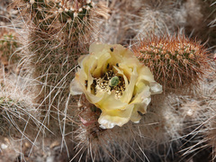 Opuntia diploursina