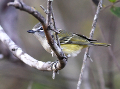Vireo cassinii lucasanus