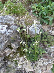 Arabis hirsuta