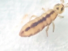Isotomurus