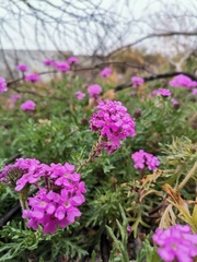 Glandularia canadensis