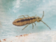 Isotomurus
