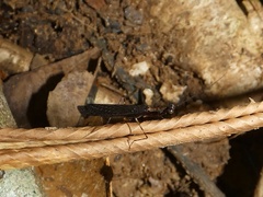 Thrinaconyx
