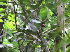 Tangara cyanocephala