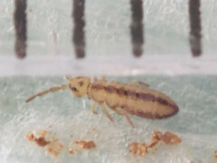 Isotomurus