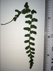 Asplenium bradleyi