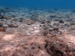 Parapercis clathrata
