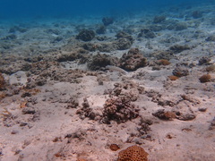 Parapercis clathrata