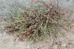 Polygonum bowenkampii