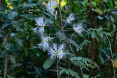 Pithecellobium macrandrium