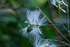 Pithecellobium macrandrium