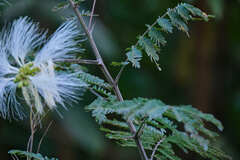 Pithecellobium macrandrium