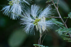 Pithecellobium macrandrium