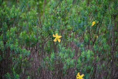 Hypericum terrae-firmae