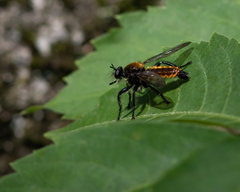 Laphria sericea