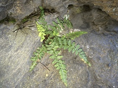 Asplenium bradleyi