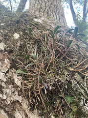Epidendrum conopseum