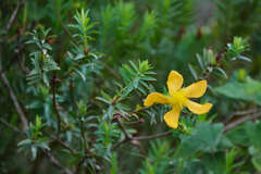 Hypericum terrae-firmae