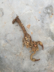 Hottentotta hottentotta