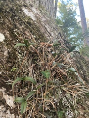 Epidendrum conopseum