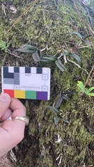 Epidendrum conopseum