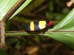 Image of Sphenorhina latifascia