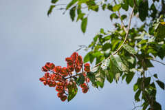 Combretum fruticosum