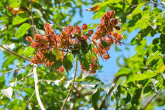 Combretum fruticosum
