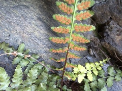 Asplenium bradleyi