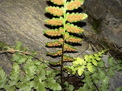 Asplenium bradleyi