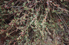 Polygonum bowenkampii