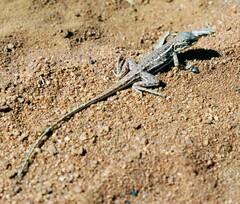 Ctenophorus isolepis