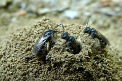 Lasioglossum marginatum