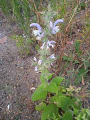 Salvia sclarea