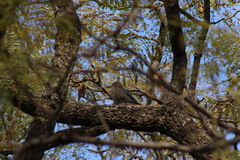 Melanerpes uropygialis