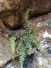 Asplenium bradleyi image