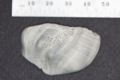 Crepidula onyx