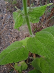 Salvia sclarea