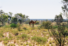 Camelus dromedarius