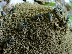 Lasioglossum marginatum